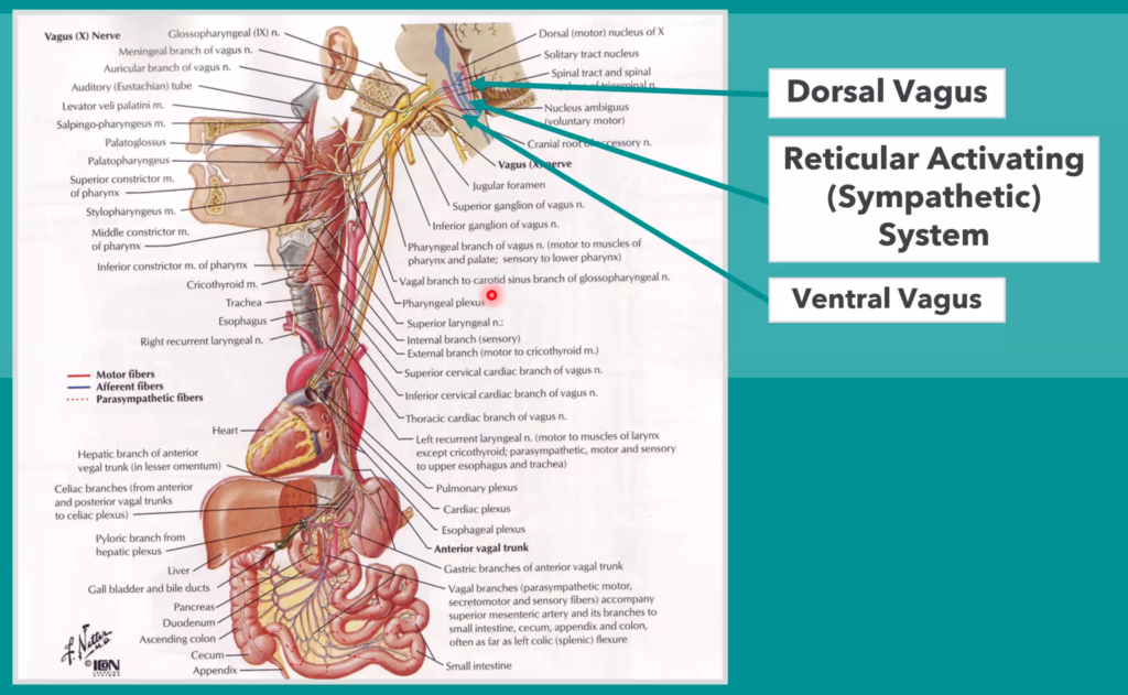 polyvagal-theory-and-regulation-of-autonomic-nervous-system-for-ptsd