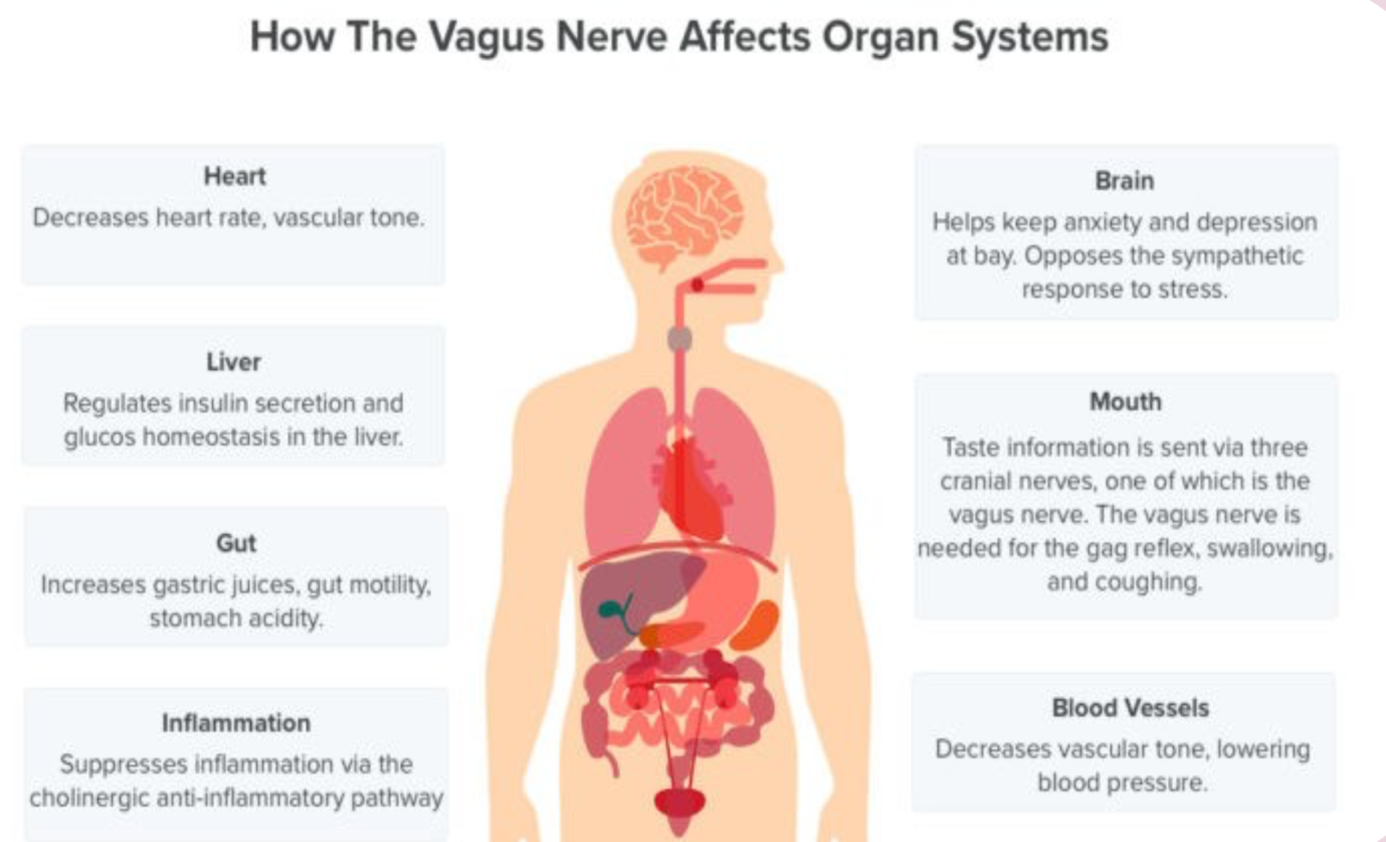 vagus-nerve-balance-for-your-ptsd-trauma-and-chronic-pain-symptoms